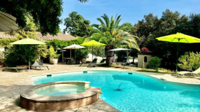 Santolines en Provence
